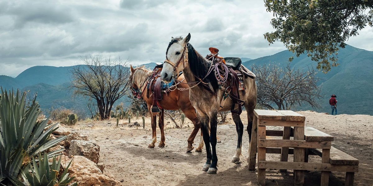 El árbol del Tule: historia y leyendas