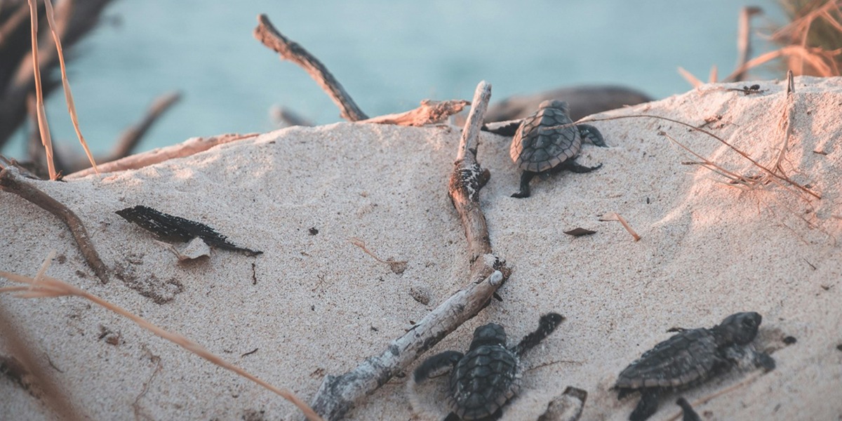 Dónde ver tortugas marinas en Oaxaca