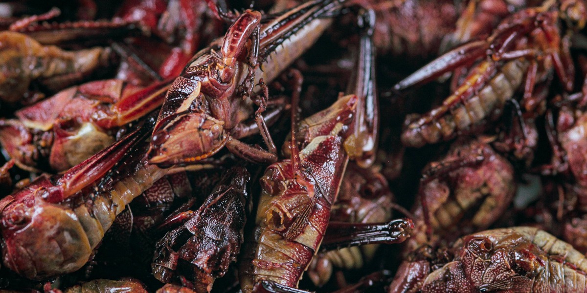 Ruta gastronómica por Oaxaca: los platillos que tienes que probar sí o sí.