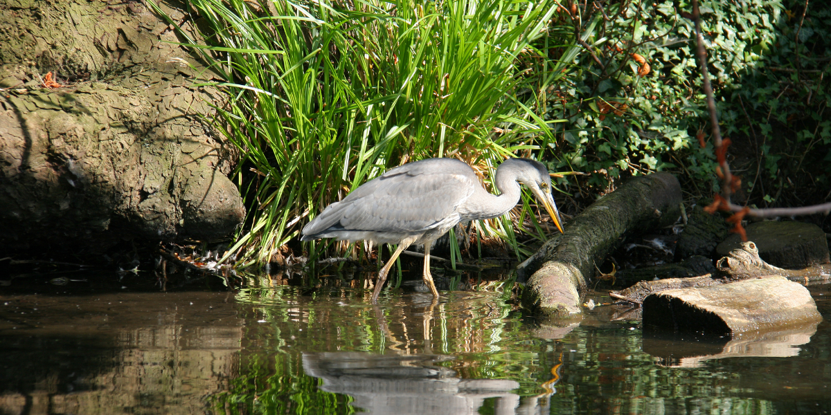 Manialtepec: laguna, manglares y aves en un solo lugar.